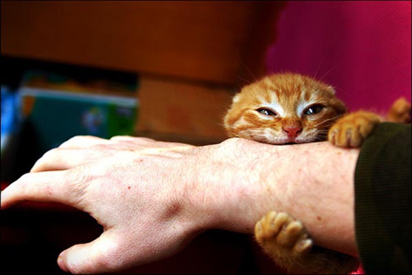 Гладишь кошку a она кусается. Кошка мурлыкает и кусается. Почему кошки кусаются когда их гладишь. Британский кот кусается. Кот кусает когда гладят.