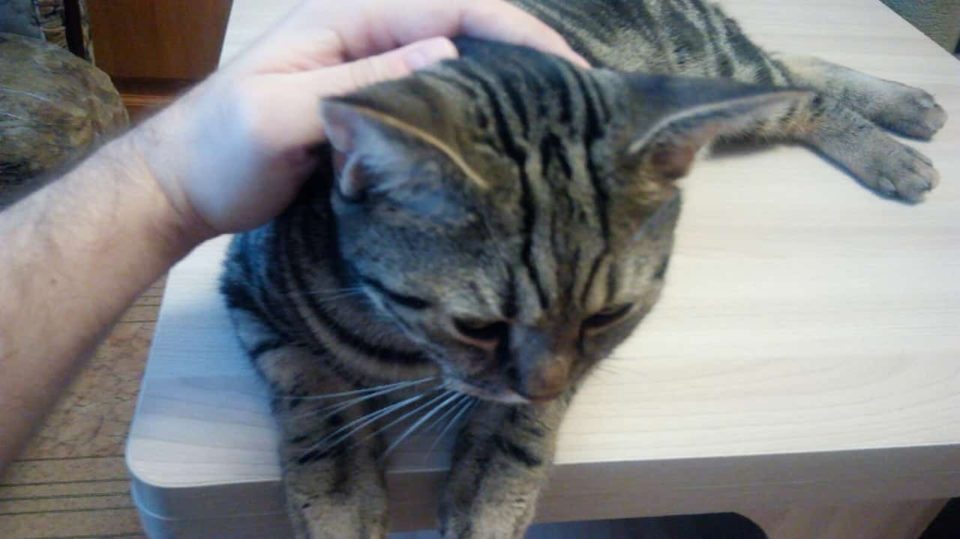 как дрессировать кота