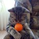 Почему коты боятся мандаринов?