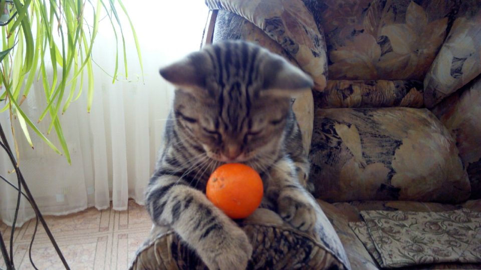 Почему коты боятся мандаринов?