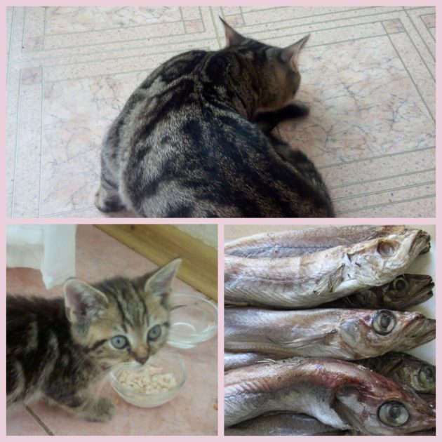Можно ли кошкам путассу