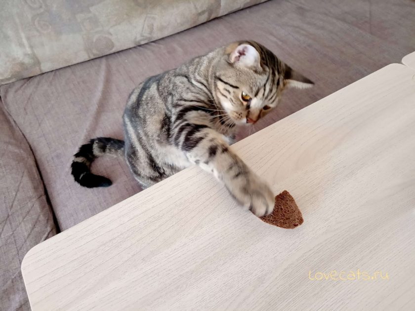 Можно ли кормить кошку хлебом